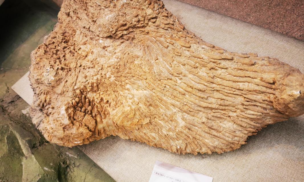 《轩辕剑外传云之遥》镜界活物探秘（探寻镜界中的神秘生物，揭开《轩辕剑外传云之遥》的世界之谜）(轩辕剑外转)