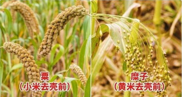 立夏时节，谷子成熟丰收（民谚揭示丰收的喜悦与智慧）(夏至后种谷子晚不晚)