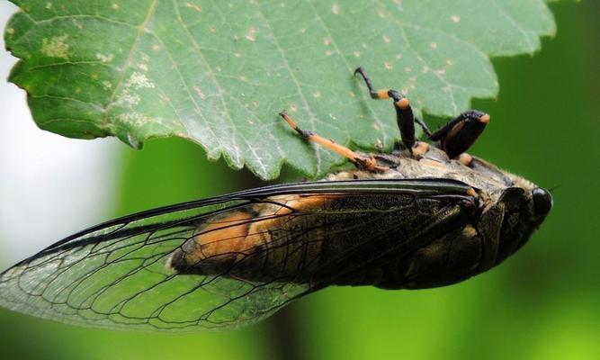 《以天谕手游昆虫的声音坐标一览》（探索昆虫的声音世界，解锁天谕手游奥秘）(《天谕》)