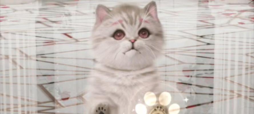 《以闪亮之名》夜猫猫位置分享（揭秘夜猫猫的隐藏位置，快来一起探索神秘的夜晚！）(以闪亮之名官服正版)